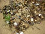 : - Chaetanthera linearis