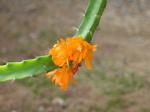 : - Pfeiffera miyagawae