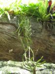 : - Rhipsalis cereoides