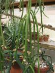 : - Rhipsalis floccosa