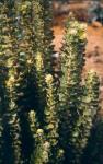 : - Dasyphyllum excelsum