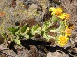 : - Haplopappus ochagavianus