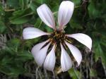 : - Mutisia spinosa