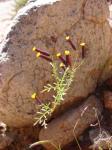 : - Tagetes multiflora