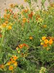 : - Heliotropium linariifolium