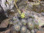 : - Copiapoa coquimbana