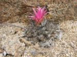 : - Eriosyce villosa