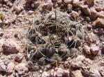 : - Neowerdermannia chilensis