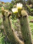: - Echinopsis chiloensis subsp. litoralis