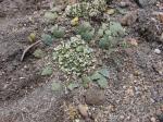 : - Moschopsis monocephala