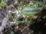 : - Wahlenbergia masafuerae
