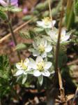 : - Spergularia villosa