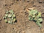 : - Dichondra sericea
