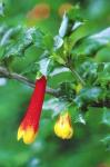 : - Desfontainia fulgens