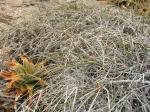 : - Ephedra breana