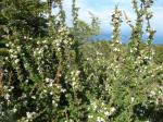 : - Escallonia virgata