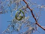 : - Prosopis chilensis