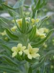 : - Lithospermum ruderale