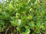 : - Griselinia jodinifolia