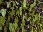 : - Hymenoglossum cruentum