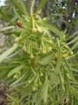 : - Kageneckia angustifolia