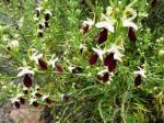 : - Teucrium nudicaule