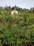 : - Trichopetalum plumosum
