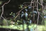 : - Myrceugenia fernandeziana