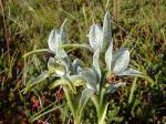 : - Chloraea magellanica