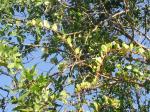 : - Ercilla spicata