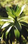 : - Plantago fernandezia