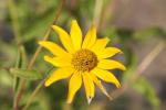Garten-Sonnenauge - Heliopsis helianthoides