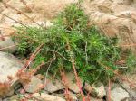 : - Acaena trifida var. trifida