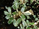 : - Polylepis rugulosa