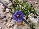 : - Lycianthes lycioides
