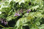 : - Solanum fernandezianum