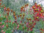 : - Tropaeolum bicolor