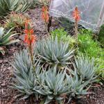 : - Aloe glauca