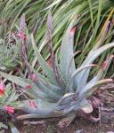 : - Aloe suprafoliata