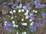 : - Callirhoe alcaeoides