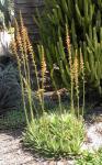 : - Dyckia brevifolia