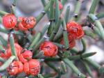 : - Ephedra americana
