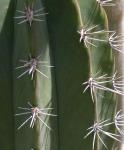 : - Lophocereus schottii