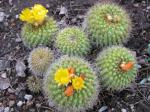 : - Parodia muricata