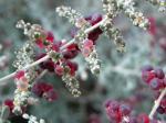 : - Rhagodia spinescens
