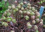 Saunders' Aeonium - Aeonium saundersii