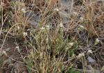 : - Arenaria armerina