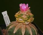 Wollfruchtkaktus - Ariocarpus fissuratus