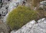 : - Bupleurum spinosum