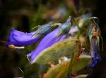 : - Campanula hispanica